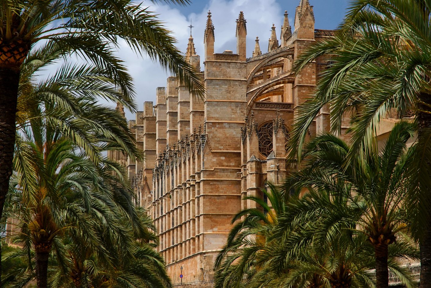 Majestätische gotische Kathedrale, umgeben von üppigen Palmen, die das mediterrane Flair einer spanischen Stadt eindrucksvoll widerspiegelt.