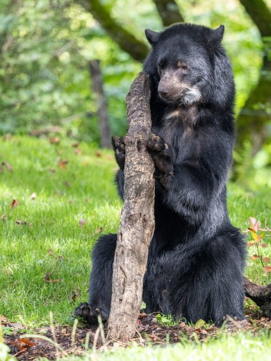 The bear has arrived safely at Zoo Zurich.