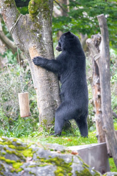 Raymi has plenty to do in his enclosure at Zoo Zurich.