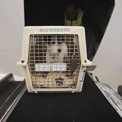 Dog in a cage in front of cargo hold.