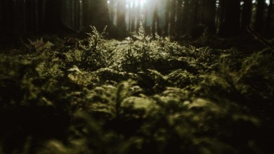 Wald
