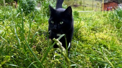 Katze.jpg