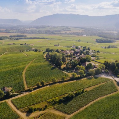 Das Panorama von Peissey wurde von oben Fotografiert, Das grün der Rebstöcke zieht sich bis weit in die Ferne.