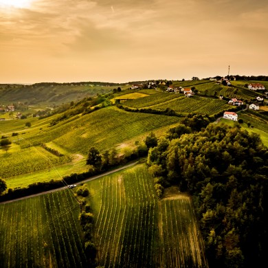 Das Bild zeigt die Landschaft im österreichischen Burgenland. Im Hintergrund sind einige kleine Häuser mit roten Dächern zu sehen. Besonders auffällig sind die vielen Weinreben, die in der hügeligen Landschaft des Burgenlandes zu finden sind.