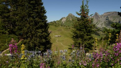 Panoramaweg_und_Alpengarten_SchynigePlatte_4.jpeg