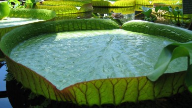 water plant