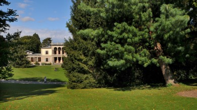 lawn with tree and house