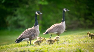 bremen-buergerpark-wfb-melanka-helms-jacobs-9326.jpg