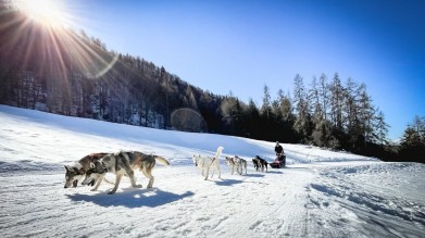Mit dem Hundeschlitten durch verschneite Landschaften rund um Montreal.