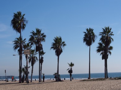 Venice Beach palm trees 