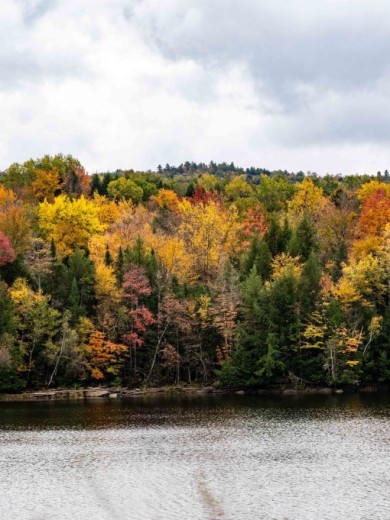 A forest full of autumn colored trees next to a river. 