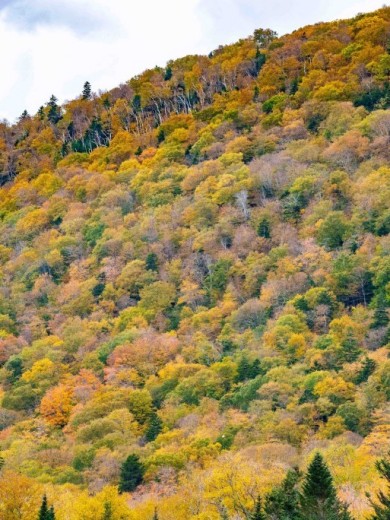 Again a forest with autumn colored trees. 
