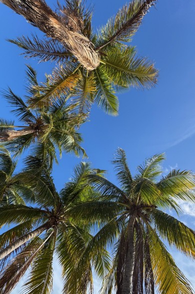 Beneath the bright blue sky and swaying palm trees, the relaxed vibe of South Beach is clearly felt.