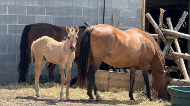 Encounter the Ojibwe Spirit Horses – once almost extinct, today a symbol of indigenous traditions on the Madahoki Farm.