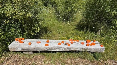 The orange stones serve as symbols of remembrance for the lost children of the residential schools.