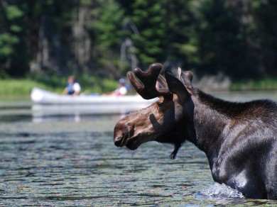 Eindrückliche Begegnung – Elche baden gerne im Little Joe Lake.