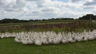 Ravnsminde_08.jpg